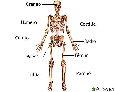 Cuerpo Humano