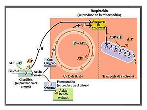 OBTENCIOPN DE ATP