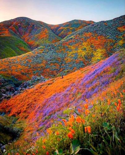 Valley of Flowers National Park in India