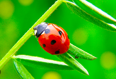 LADYBUG