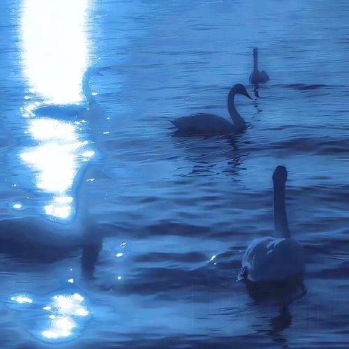 Swans in Moonlight
