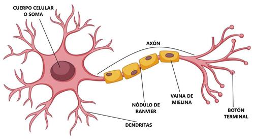 NEURONA