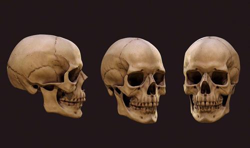 Anatomy: skull