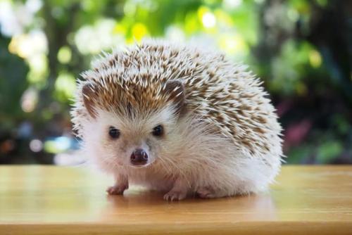 Hedgehog