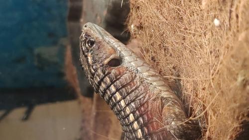 Sudan plated lizard