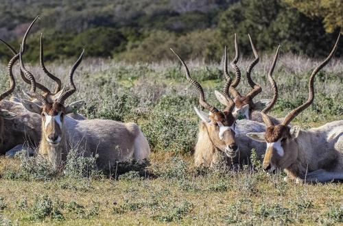 addax