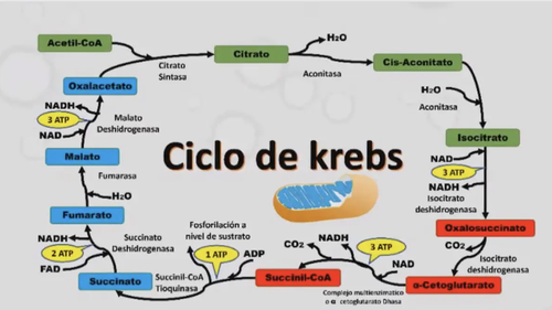 ciclo de krebs