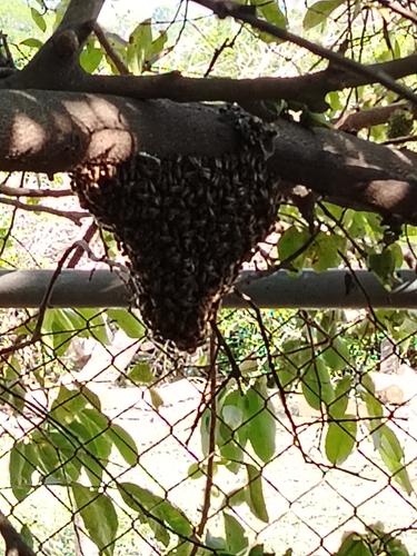 Abejas