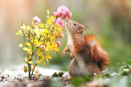 Squirrel