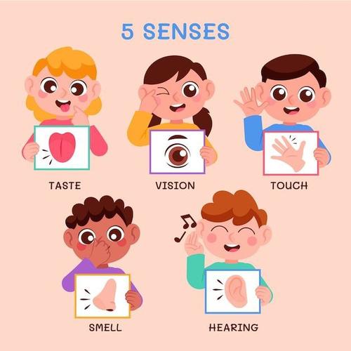 5 senses