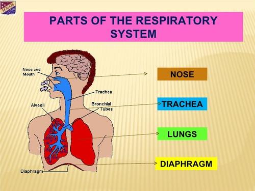 Respiratory system