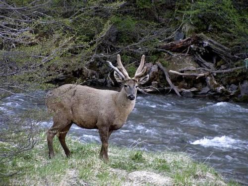 Huemul