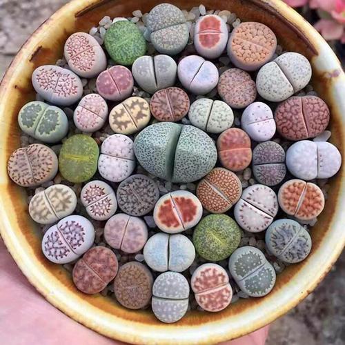 Lithops show the wonders of plant evolution