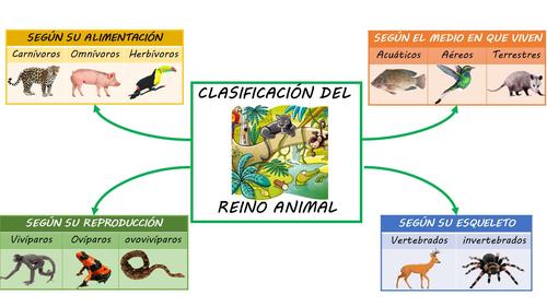 clasificacion del reino animal